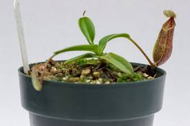 Image result for Nesaea heptamera