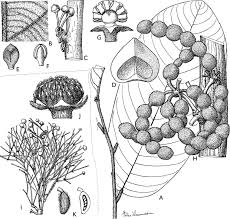 Image result for Monanthotaxis orophila