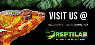 Dogs for adoption & rescue, puppies, cats, kittens & more! Reptilab Exotics Official Online Store Lazada Philippines