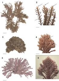 Image result for Microcoelia corallina