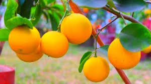 Can i bonsai an avocado plant?. Bonsai Fruit Trees Fruit Bonsai Trees Summer Popular Fruit Trees In India In Hindi Youtube