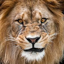 Používáním webů z portálové rodiny praha.eu souhlasíte s tím, že k poskytování služeb a analýze návštěvnosti používají soubory cookies. Milos Lapacek Photo Home Facebook