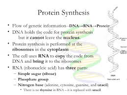 Cell Cycle Dna And Protein Synthesis Notes New