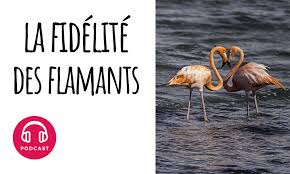 Le plumage des adultes est de différents tons de rose, frangé de noir à l'extrémité des ailes. Pourquoi Dit On Que Les Flamants Roses Sont Tres Fideles Choses A Savoir