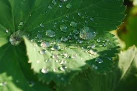 From wikipedia, the free encyclopedia. Lotuseffekt Foto Bild Wasser Natur Pflanzen Bilder Auf Fotocommunity