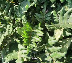 Image result for Blechnum