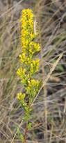 Image result for Solidago simplex