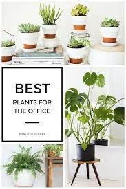 Plants can change your workspace into a more engaging, peaceful, tranquil place, however, in case you don't have gardening skills, your decent new office desk area plant could endure an early death. What Are The Best Office Plants Top Plants For Your Desk Best Office Plants Office Plants Desk Desk Plants