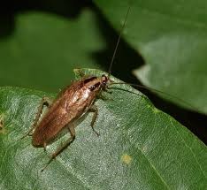 Las cucarachas son un tipo de insecto que adora la suciedad. Analizan Hongo Que Acabe Con Las Cucarachas De Cocina Tecnologia Ambiental