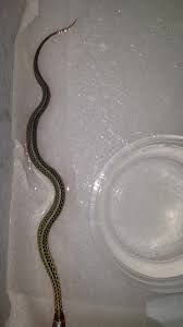 We are credited with several colubrid corn snake morphs and mutations discovered in the market today, including the palmetto, tessera and. Garter Snake Morph Home Facebook