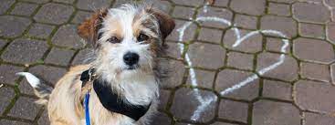 Maybe you would like to learn more about one of these? How To Adopt