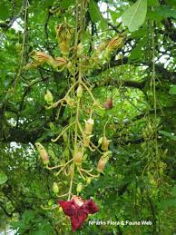 Image result for Kigelia africana