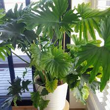 We did not find results for: Thaumatophyllum Bipinnatifidum Little Hope Syn Philodendron Bipinnatifidum Little Hope Philodendron Selloum Little Hope Tree Philodendron Little Hope Uploaded By Mizjdg