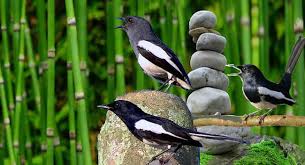 Diberikan jika burung sedang over birahi. Makanan Favorit Kacer Yang Bikin Bunyi Gacor Ayo Budidaya