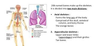 78) where in the body does the production of precursors for the synthesis of calcitriol occur? Spongy Bone Science Online