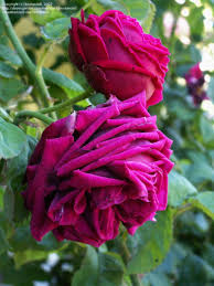 Looking for a good deal on moss rose? Hybrid Perpetual Rose Rosa Eclair France 1883 Beautiful Flowers Flower Garden Beautiful Roses