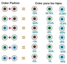 Como Saber El Color De Ojos Del Bebe Belzia Com