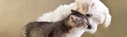 Registers service, emotional support, and therapy animals. Second Chance Animal Trauma Hospital Arizona Humane Society