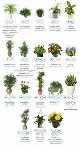 Indoor Plants That Guarantee To Purify The Air In Your House Ayurveda Medicare Air Cleaning Plants Plants Indoor Plants Clean Air