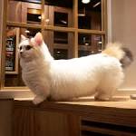 Here is what we know about Short Legged Cats (Munchkin Cats)?