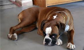 It can also affect the liver resulting in lethargy, vomiting and a yellow tinge to the gums and skin. Pyometras Infection Of Dog S Uterus Veterinary Medicine At Illinois