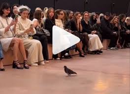 write your own joke here) Chanel's star-studded Paris Fashion Week show…