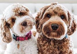 labradoodle kopek irki patibiyografi labradoodle kopek poodle