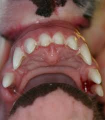 I do not think it is trauma b/c the teeth were extraced 1 year ago. Animal Oral Exam Veterinary Dentist Wisconsin Minnesota