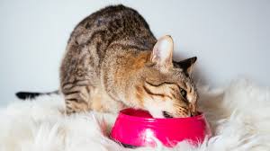 How Long Can Cats Go Without Food When To Be Concerned If Your Cat Stops Eating Petsradar