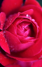 Flowers Hd And Widescreen Wallpapers Nature Pink Rose Flower Wallpaper Http Www Fabuloussavers Co Flower Wallpaper Rose Flower Wallpaper Pink Rose Flower