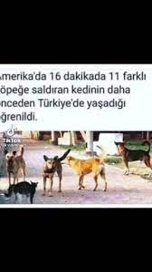 o kedi amerika ya nasil gitti acaba labxksbsksb video in 2021 animals dogs