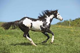 New listingbreyer hamilton saddlebred cm/custom dappled buckskin horse statue ooak. Genetic Disorders Breed By Breed The Horse