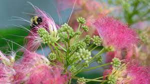 Pin On Plants Flowers Trees Fungi Weeds And Foliage