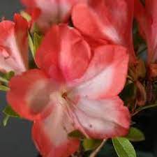 Azalea Kizakura Azaleas Rhododendron Flowers