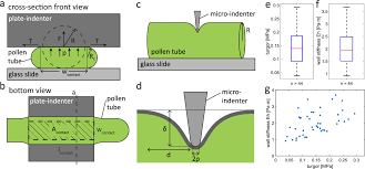 Turgor generates the stress that leads to the expansion of plant cell walls during cellular growth. Pdf A Microrobotic System For Simultaneous Measurement Of Turgor Pressure And Cell Wall Elasticity Of Individual Growing Plant Cells Semantic Scholar
