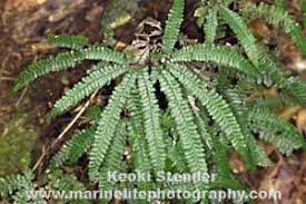 Image result for Adiantum hispidulum