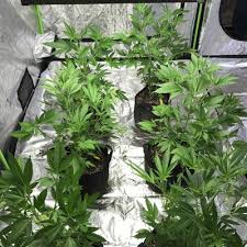 Maybe you would like to learn more about one of these? Grow Consultation Free Seeds Phoenix Seeds Clones
