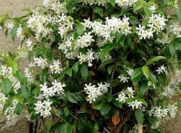 Classic and very popular evergreen twining ground cover, low clipped hedge, or wall climber on a sturdy trellis or tumbling over a wall. Star Jasmine