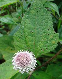 Image result for Lipotriche marlothiana