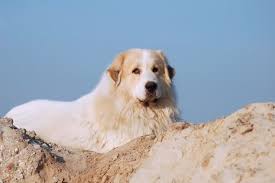 Connect directly with the best breeders near you. Great Pyrenees German Shepherd Mix The Majestic Lion Perfect Dog Breeds
