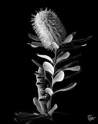 Black And White Plants Photography Coast Banksia In Black And White By Endre Balogh Black And White Photographs Australian Native Flowers Black And White