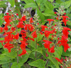 Image result for Salvia coccinea