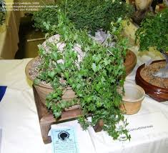 Image result for Trochomeria macrocarpa