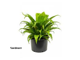 Image result for sleziník Asplenium