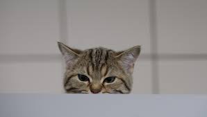 Die praxis hat scheinbar heute nachmittag geschlossen, jedenfalls sagt mir das der anrufbeantworter. Kastration Katze Tierarztpraxis Bachem Driessen