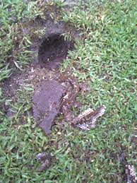 Aerate the soil above and around the bees' burrows with a heavy garden fork, jabbing the fork straight down into the ground several times. How To Kill Bees Nest In Tree Unugtp