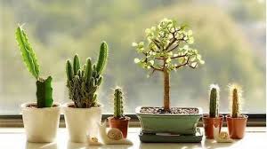 Otro de los lugares preferidos para decorar tu casa son las ventanas sobre todo las de la cocina que suelen ser una de las más iluminadas. Ideas Para Decorar Interiores Con Cactus Plantas De Interiores