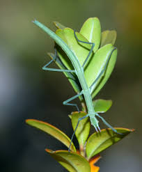 Phasmatodea Wikipedia