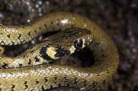 Il t'est déjà arrivé de rêver de serpent ? La Couleuvre Une Alliee Contre Les Rongeurs Du Jardin
