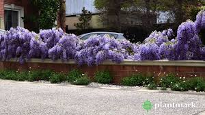 Maybe you would like to learn more about one of these? Wisteria Sinensis Chinese Wisteria At Plantmark Wholesale Nurseries Youtube